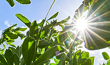 DLF Alfalfa – start growing your return today!